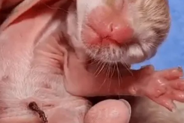小猫脐带多久可以脱落，5天左右自动脱落