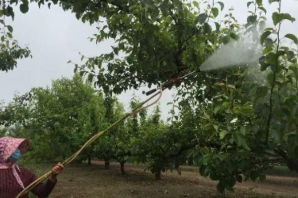 梨树花期打什么药好，可以喷功夫菊酯2000倍液