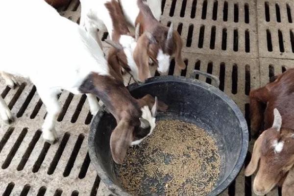 羊料槽的尺寸，一般长1020毫米、宽300毫米左右