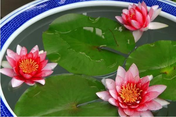 睡莲冬天要不要从水里拿出来，冬天不用拿出来
