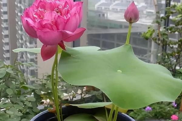 睡莲冬天要不要从水里拿出来，冬天不用拿出来