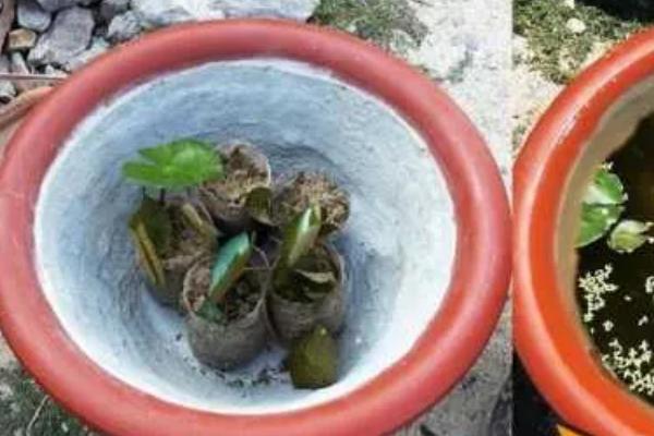 睡莲冬天要不要从水里拿出来，冬天不用拿出来