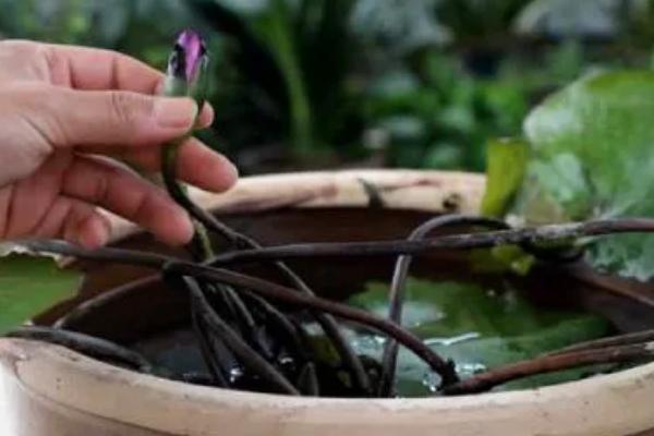 睡莲冬天要不要从水里拿出来，冬天不用拿出来
