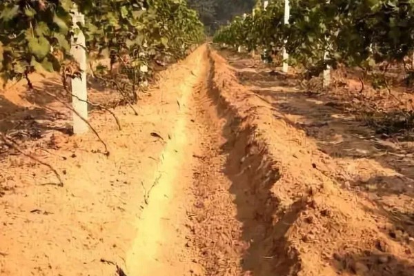 葡萄煤点病的危害症状，表现为绿色果面有明显黑点