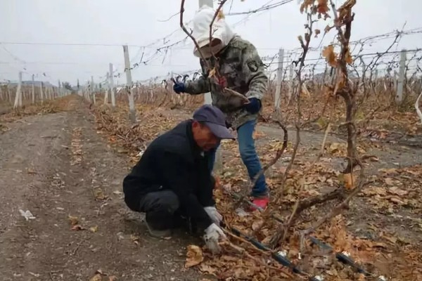 葡萄煤点病的危害症状，表现为绿色果面有明显黑点