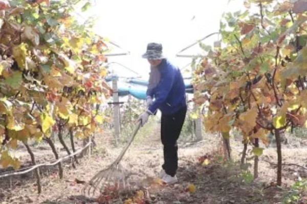 葡萄煤点病的危害症状，表现为绿色果面有明显黑点