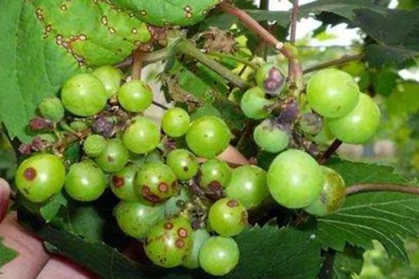 葡萄煤点病的危害症状，表现为绿色果面有明显黑点