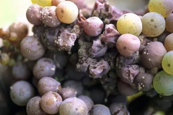 葡萄煤点病的危害症状，表现为绿色果面有明显黑点