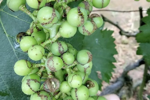 葡萄煤点病的危害症状，表现为绿色果面有明显黑点