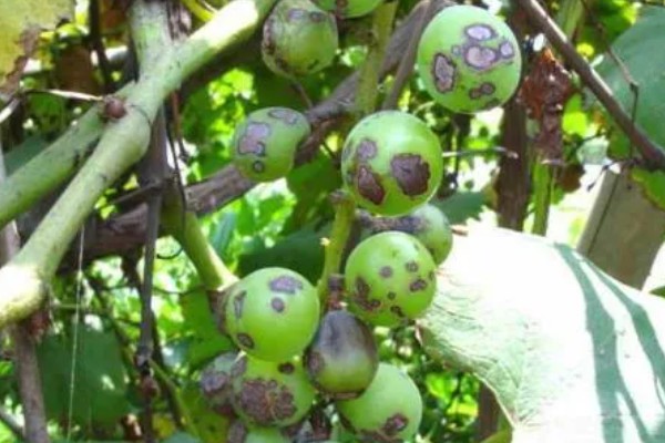 葡萄煤点病的危害症状，表现为绿色果面有明显黑点