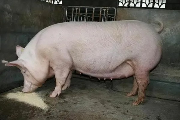 母猪配种成功后有哪些症状，会表现出嗜睡、安静等行为