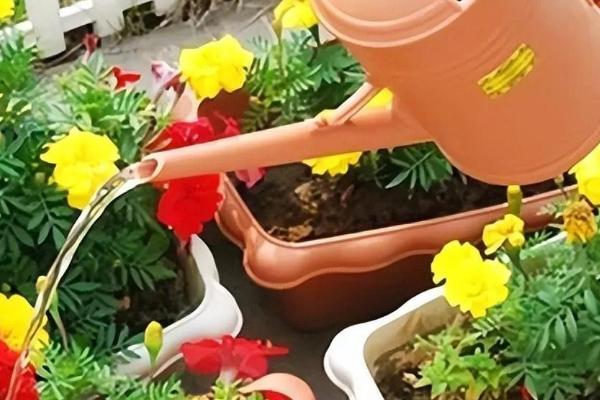 磷酸二氢钾如何浇花，要兑水稀释后再使用