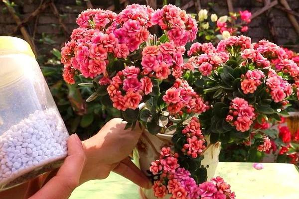 磷酸二氢钾如何浇花，要兑水稀释后再使用