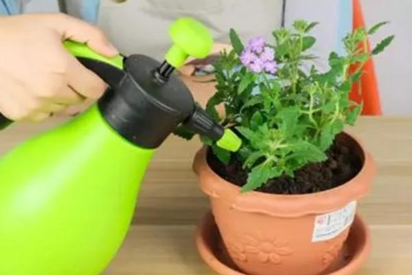 磷酸二氢钾如何浇花，要兑水稀释后再使用