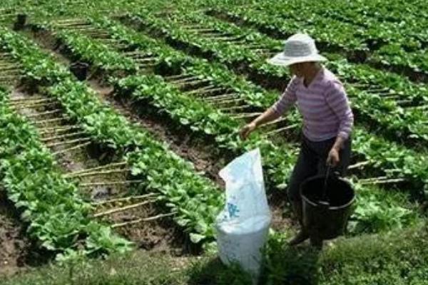 钾肥有什么作用，能起到促进光合作用、增强植物抗逆性等效果