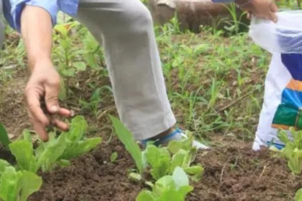 钾肥有什么作用，能起到促进光合作用、增强植物抗逆性等效果