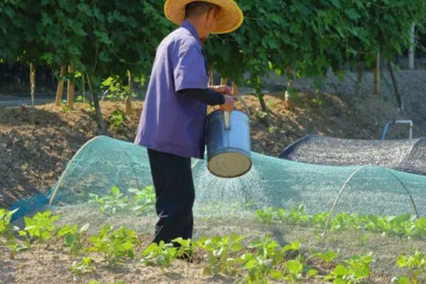 钾肥有什么作用，能起到促进光合作用、增强植物抗逆性等效果