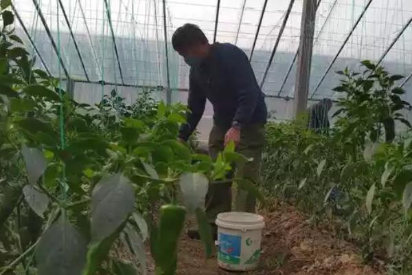 钾肥有什么作用，能起到促进光合作用、增强植物抗逆性等效果