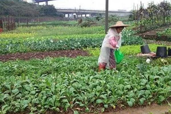 钾肥有什么作用，能起到促进光合作用、增强植物抗逆性等效果