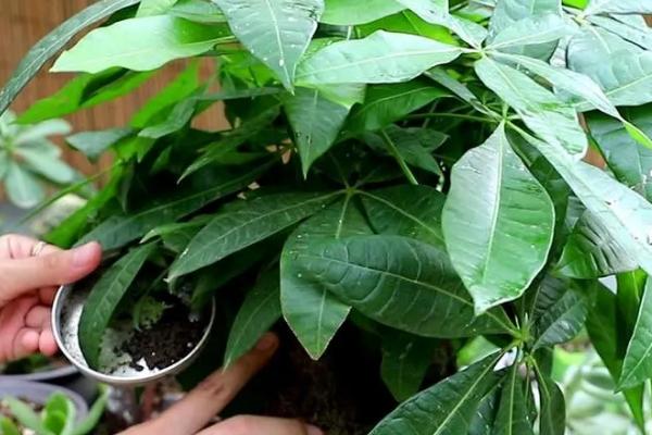 发财树的修枝方法，剪除密集、凌乱的枝叶