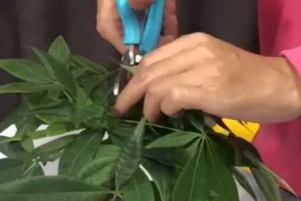 发财树的修枝方法，剪除密集、凌乱的枝叶