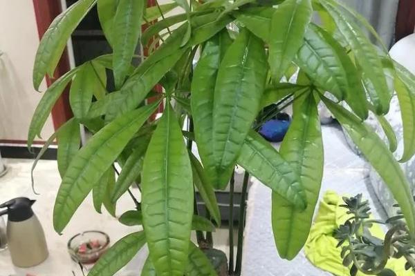 发财树的修枝方法，剪除密集、凌乱的枝叶