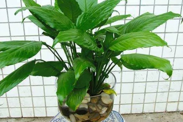 一帆风顺的水养方法，春秋季节每隔10天换一次水