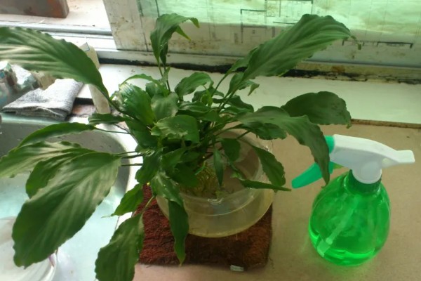 一帆风顺的水养方法，春秋季节每隔10天换一次水