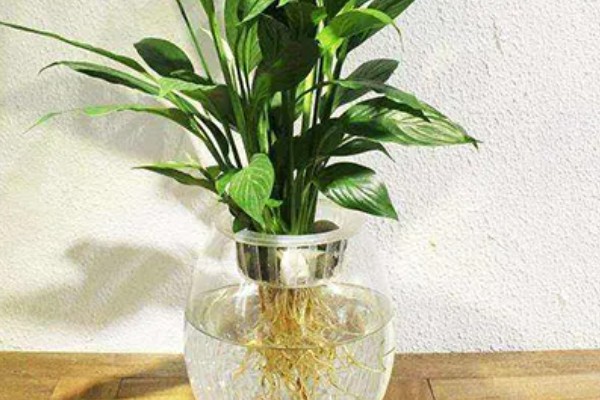 一帆风顺的水养方法，春秋季节每隔10天换一次水