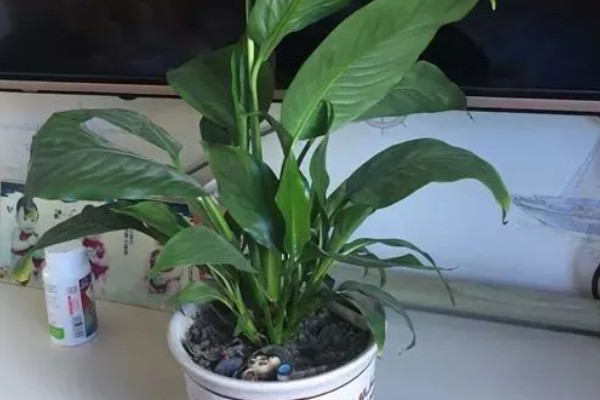 一帆风顺的水养方法，春秋季节每隔10天换一次水
