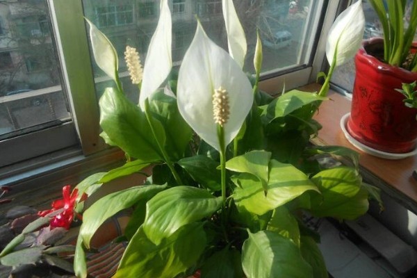 一帆风顺的水养方法，春秋季节每隔10天换一次水