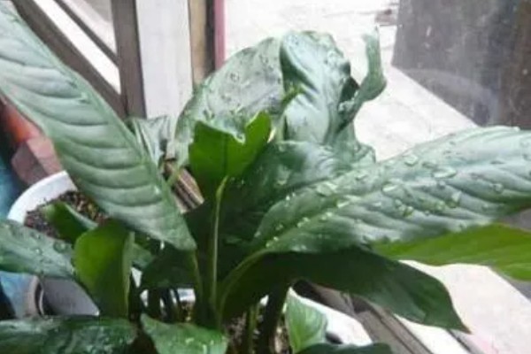 一帆风顺的水养方法，春秋季节每隔10天换一次水