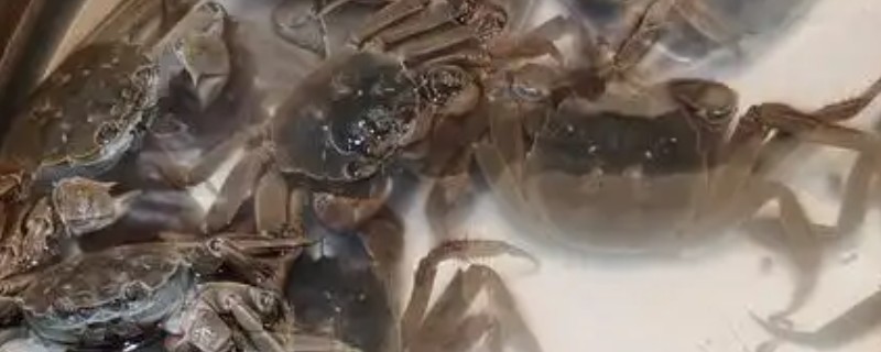 螃蟹是不是横着走的，大部分是横着走的