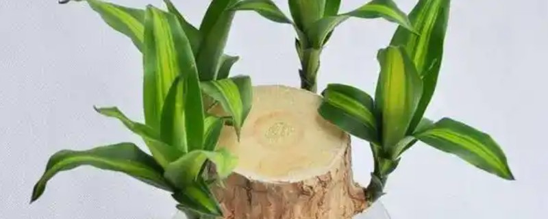 巴西木底部发霉还能不能活，及时救治便可活