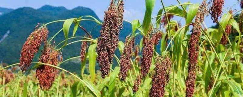 近甜1号属于哪种作物，是早熟的甜高粱