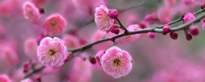 粉色的梅花的品种，常见的有美人梅、垂枝梅等