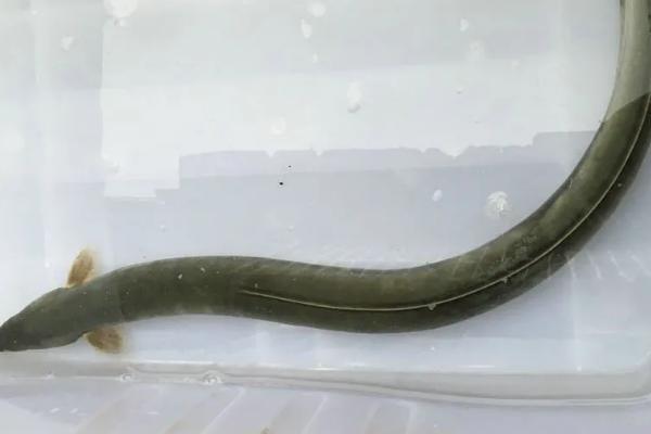 鳗鱼是海鱼吗，既有海鱼也有淡水品种