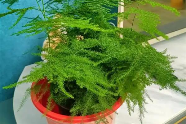 文竹能晒太阳吗，可以晒但不能暴晒