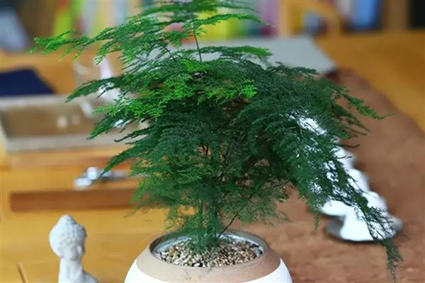 文竹能晒太阳吗，可以晒但不能暴晒