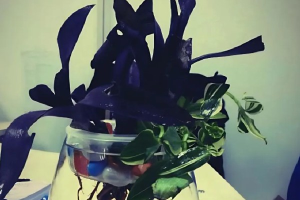 紫鸭趾草能水培吗，紫鸭趾草可以水培