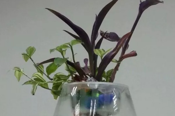 紫鸭趾草能水培吗，紫鸭趾草可以水培