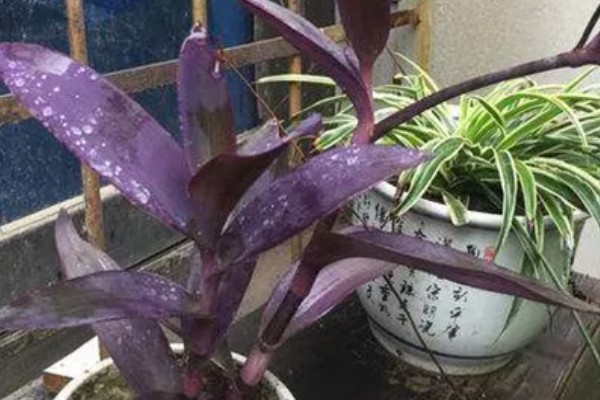 紫鸭趾草能水培吗，紫鸭趾草可以水培
