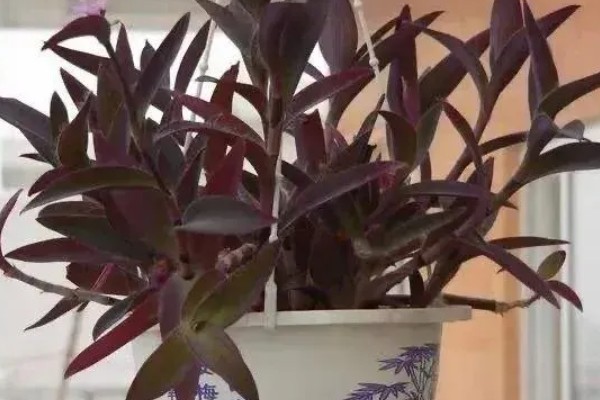 紫鸭趾草能水培吗，紫鸭趾草可以水培