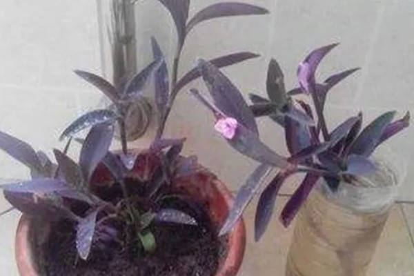 紫鸭趾草能水培吗，紫鸭趾草可以水培