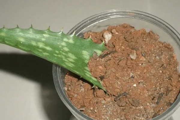 芦荟叶插可以生根发芽吗，是可以生根发芽的