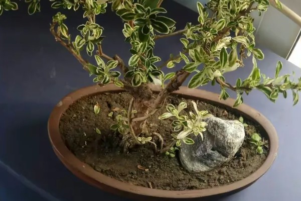 六月雪为什么黄叶掉叶，可能是正常的生长代谢过程