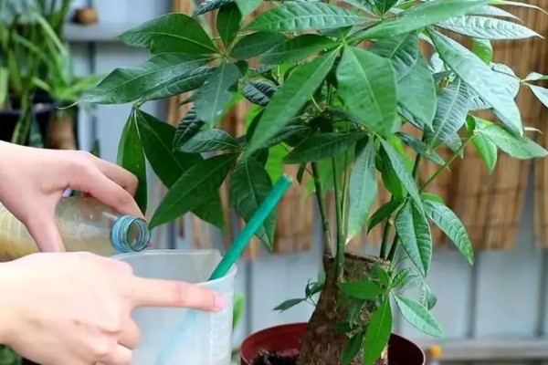 发财树的施肥方式，生长期间每隔半个月追施一次