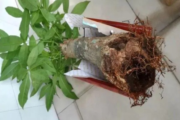 发财树的施肥方式，生长期间每隔半个月追施一次