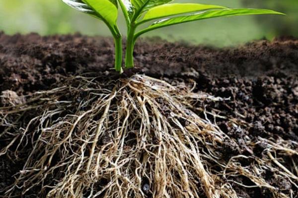 植物的器官是什么，是指根、茎和叶等
