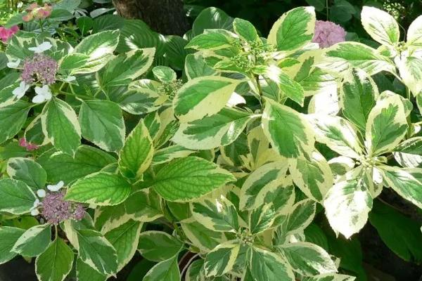 植物的器官是什么，是指根、茎和叶等